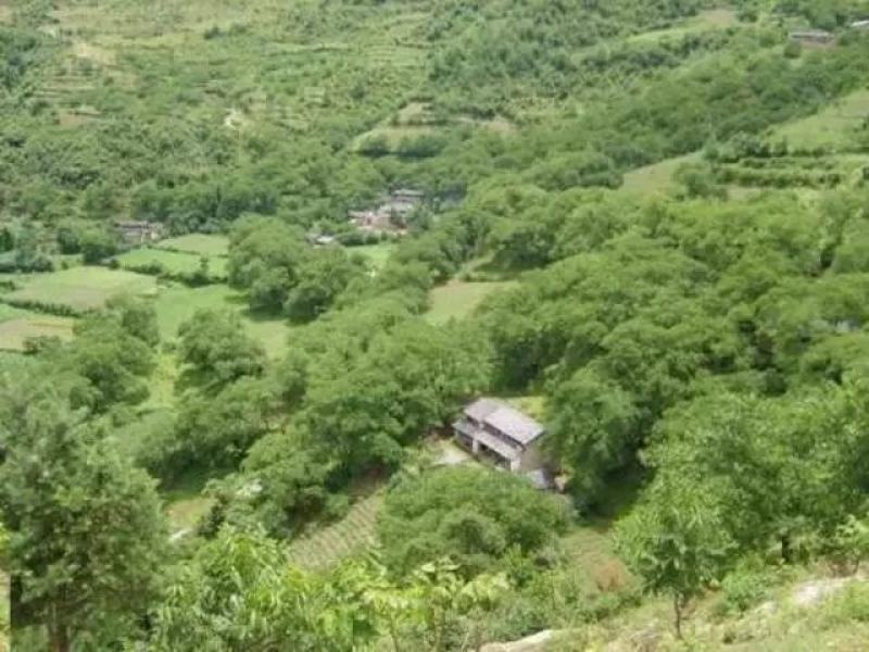 25年云南不苦不涩谈紫衣紫孕妇专用休闲零食老树甜味核桃