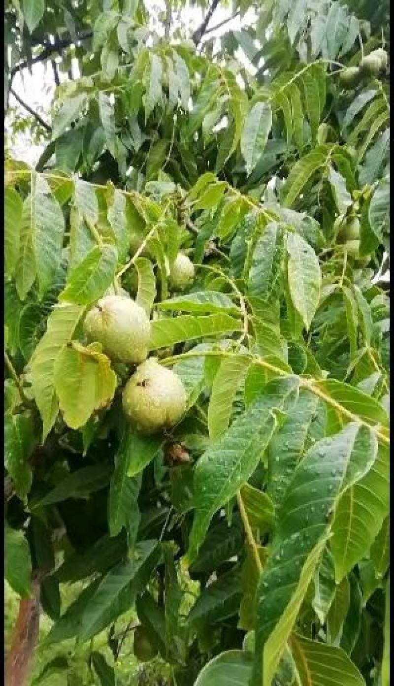25年云南不苦不涩谈紫衣紫孕妇专用休闲零食老树甜味核桃