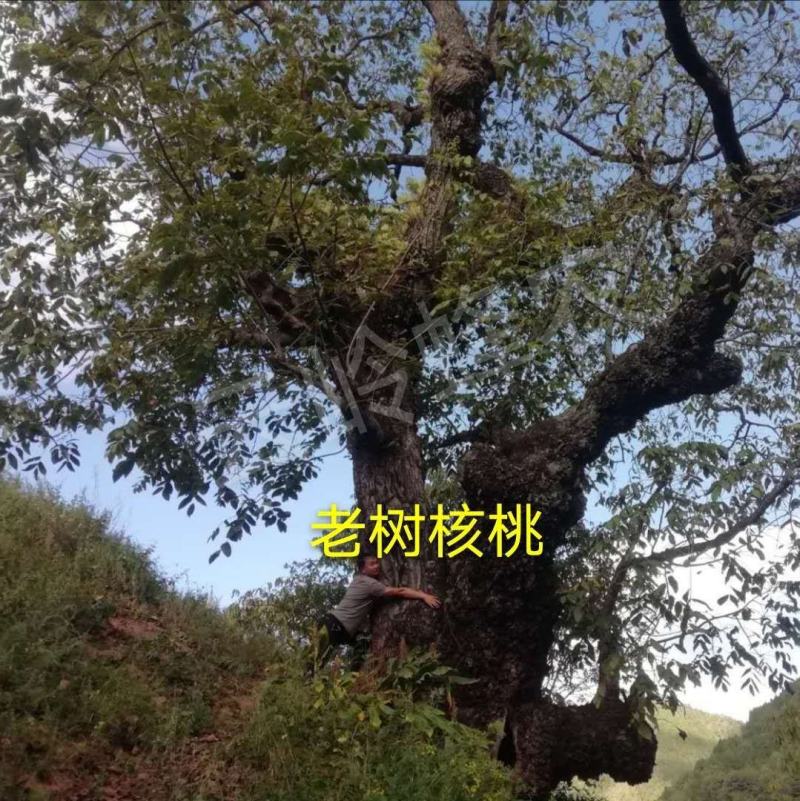 25年云南不苦不涩谈紫衣紫孕妇专用休闲零食老树甜味核桃