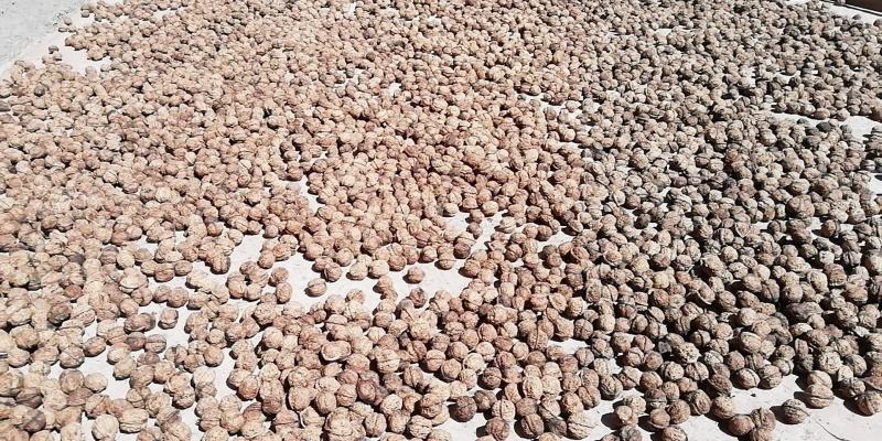 25年云南不苦不涩谈紫衣紫孕妇专用休闲零食老树甜味核桃