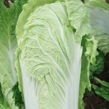 聊城产地大量供应白菜，需要的联系。代发全国各地