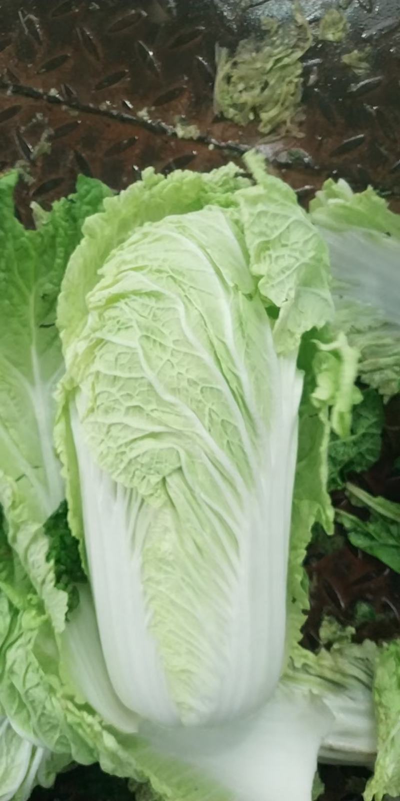 聊城产地大量供应白菜，需要的联系。代发全国各地
