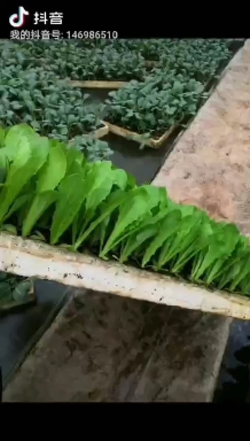 莴笋苗，品种好，质量优欢迎全国各地询问与采购。