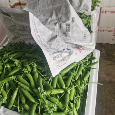 11月底开始上市有需要的老板可以下单了