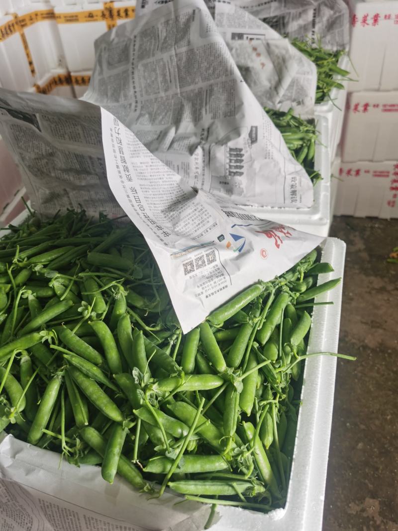 11月底开始上市有需要的老板可以下单了