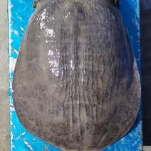 外塘珍珠大甲鱼，3到20多斤，可养可食用