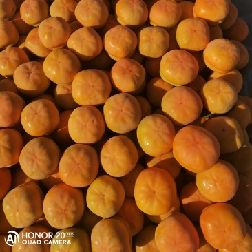 东子果业
