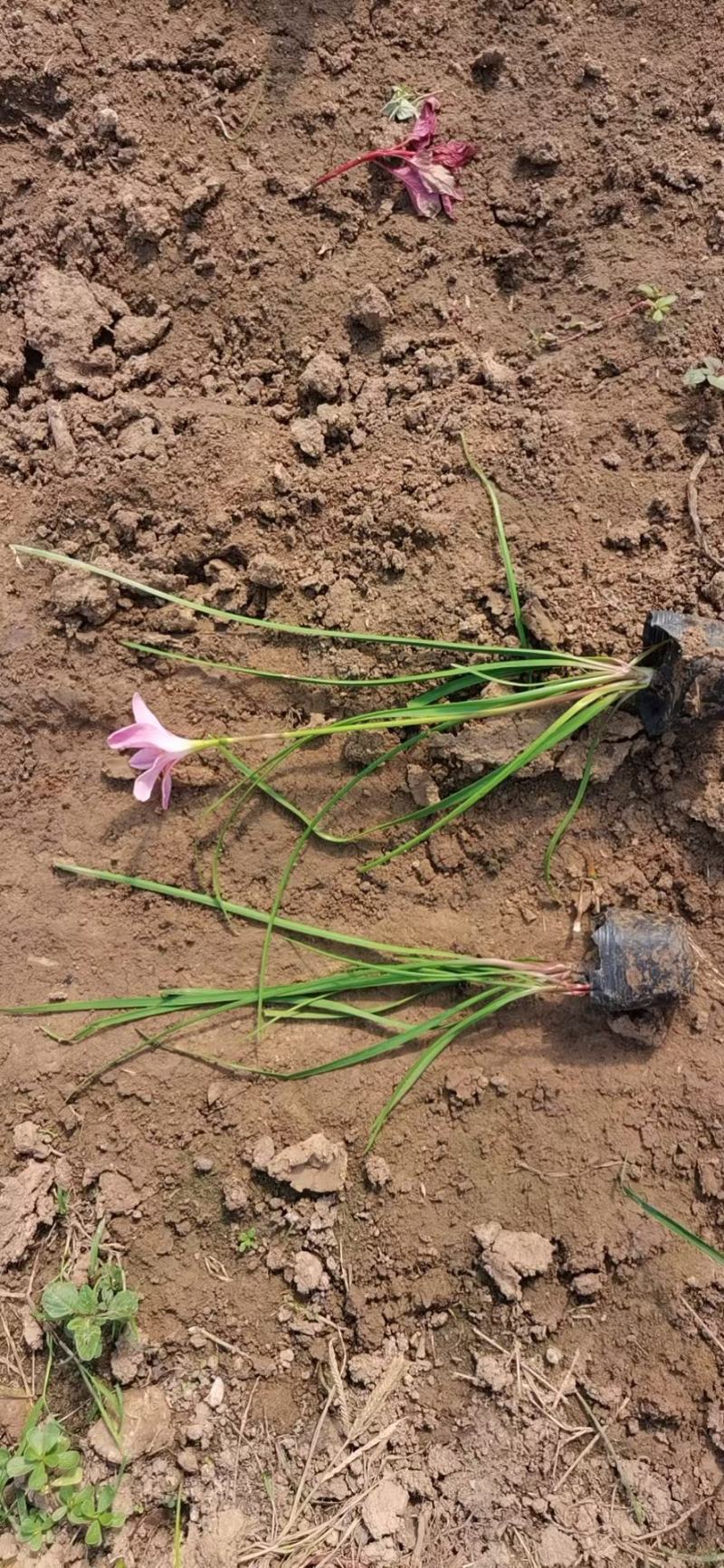 葱兰，白花葱兰，菲兰基地直销，常年销售各种绿化苗木。