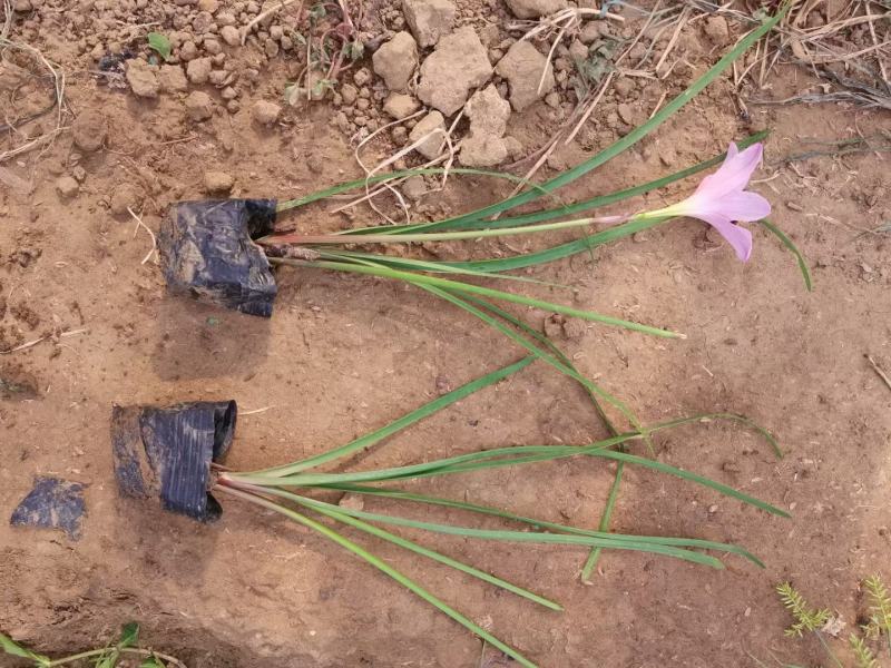 葱兰，白花葱兰，菲兰基地直销，常年销售各种绿化苗木。
