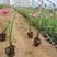 葱兰，白花葱兰，菲兰基地直销，常年销售各种绿化苗木。