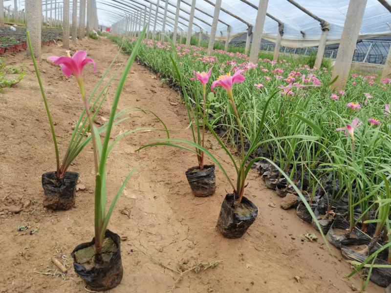 葱兰，白花葱兰，菲兰基地直销，常年销售各种绿化苗木。
