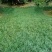 麦冬种子新采种子多年生常绿植物耐荫树下种植绿化草