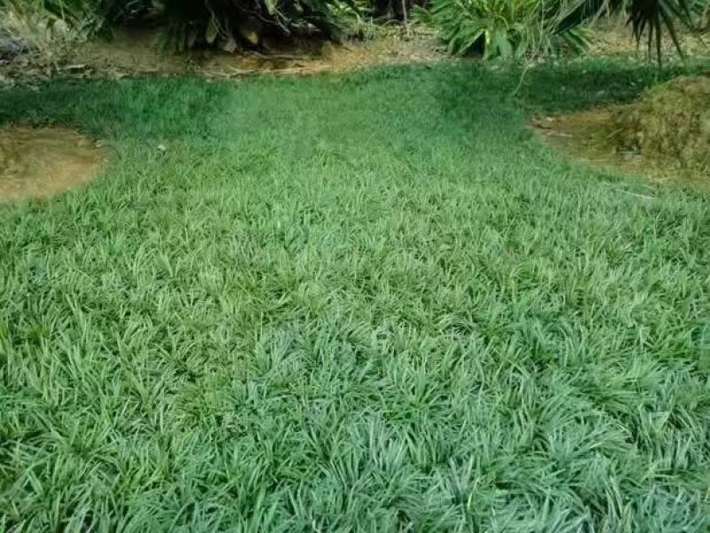 麦冬种子新采种子多年生常绿植物耐荫树下种植绿化草