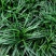 麦冬种子新采种子多年生常绿植物耐荫树下种植绿化草