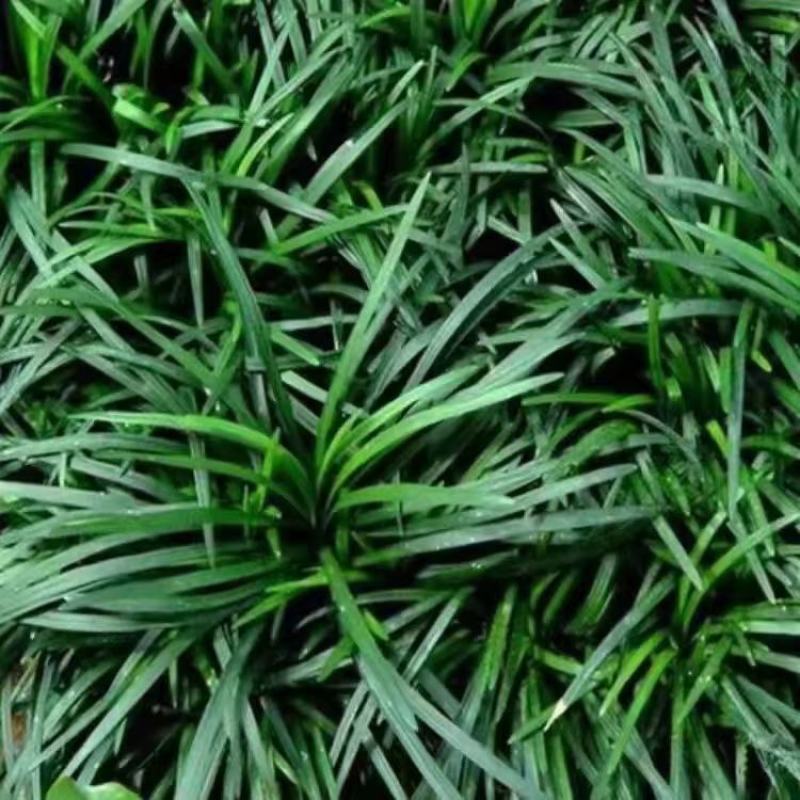 麦冬种子新采种子多年生常绿植物耐荫树下种植绿化草