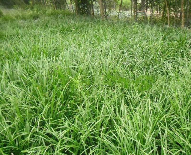 麦冬种子新采种子多年生常绿植物耐荫树下种植绿化草