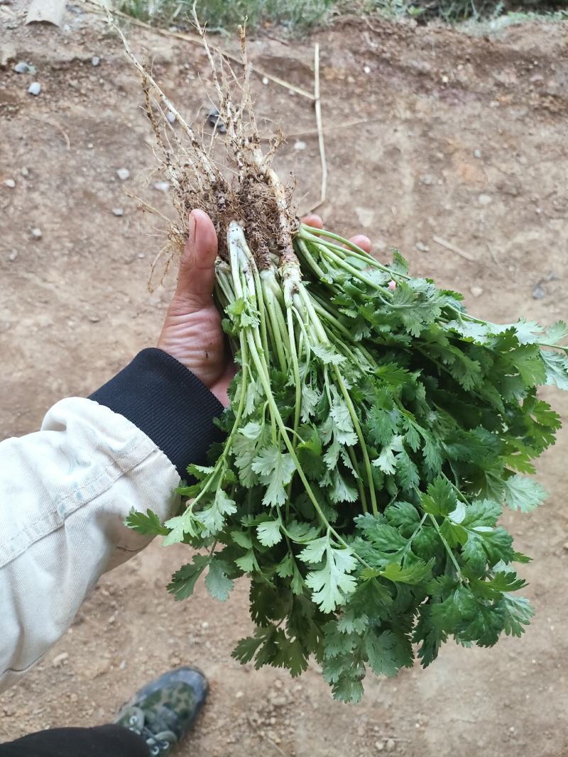 贵州贵阳本地大叶香菜