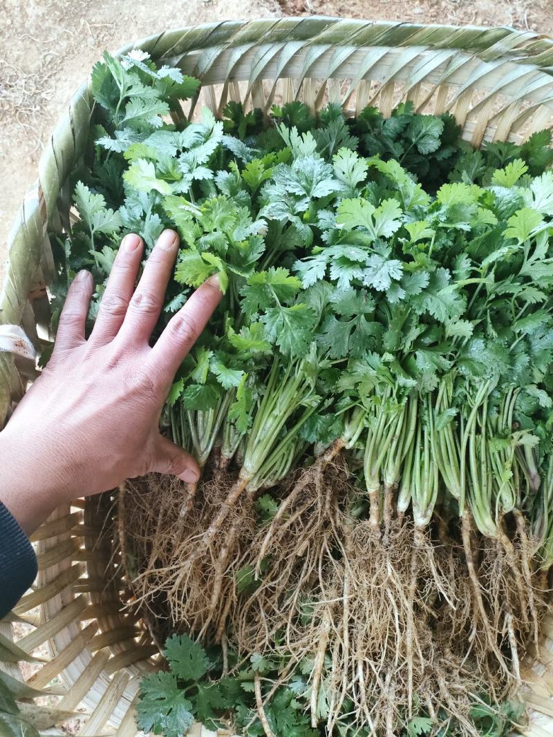 贵州贵阳本地大叶香菜