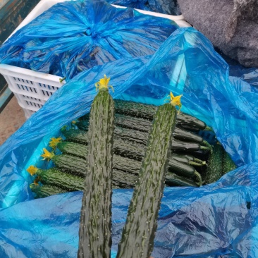我是产地代收，王明川，有需要的老板，密刺黄瓜