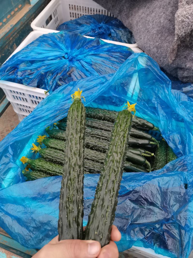我是产地代收，王明川，有需要的老板，密刺黄瓜