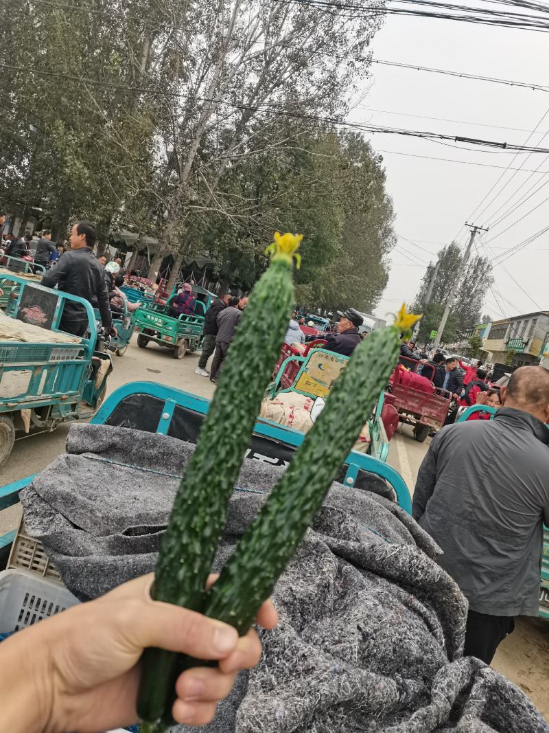 我是产地代收，王明川，有需要的老板，密刺黄瓜