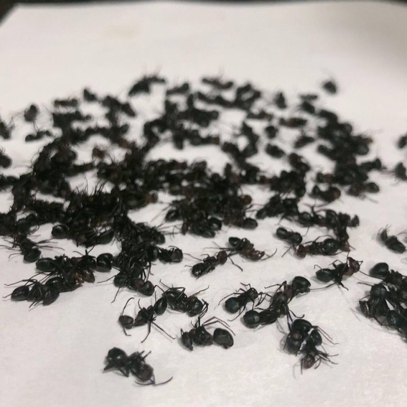 长白山黑蚂蚁袋装无杂质当天发货质保泡水药用