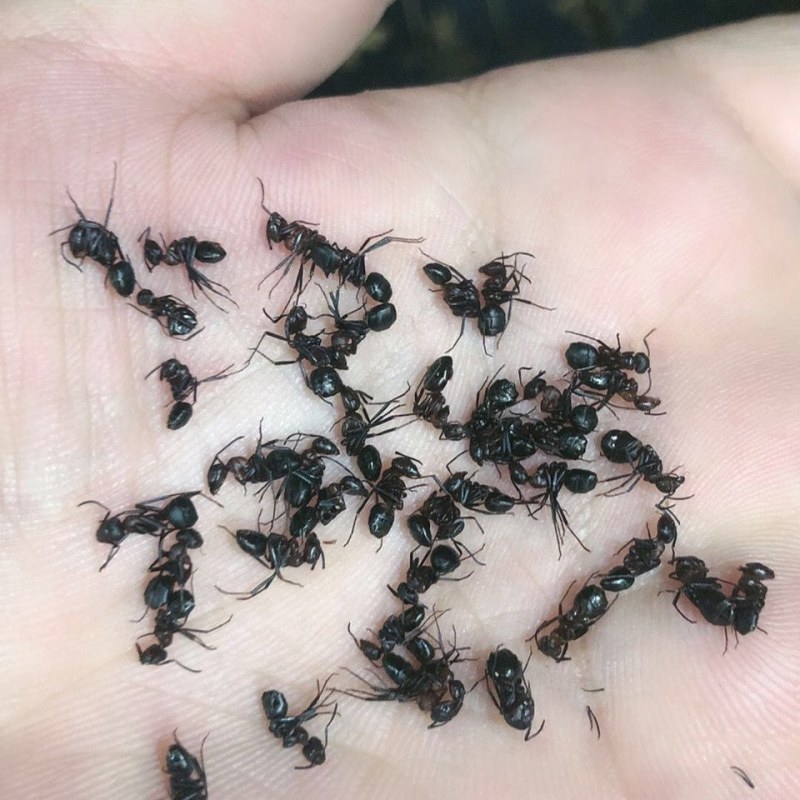 长白山黑蚂蚁袋装无杂质当天发货质保泡水药用