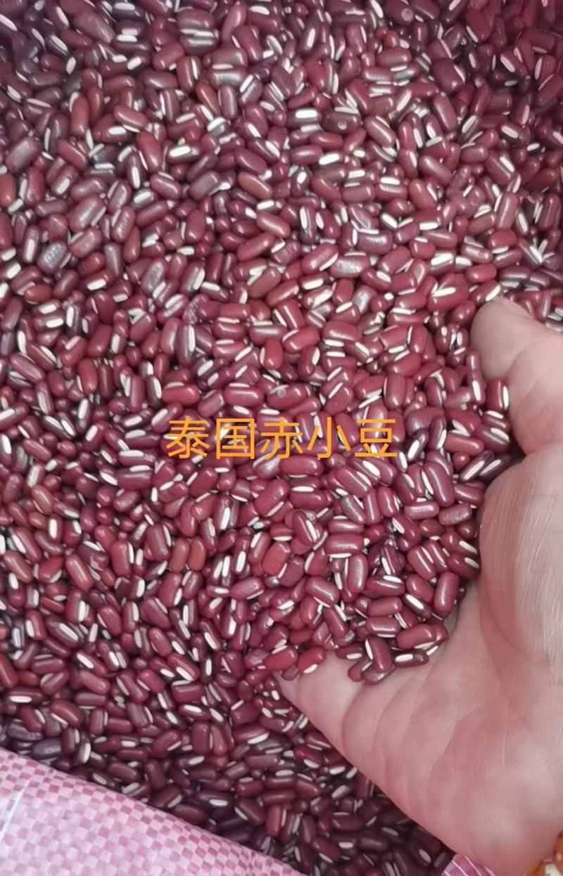 赤小豆大粒巴西赤小豆小粒赤小豆烘培及各种食品加工