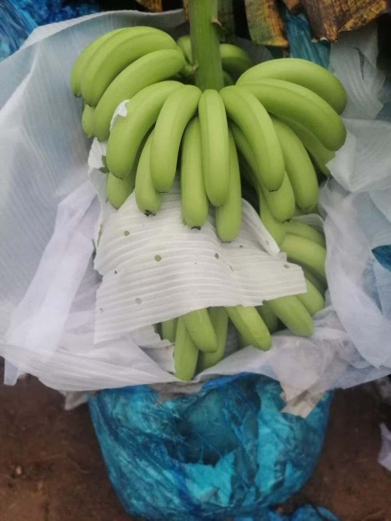 云南红河热带水果香蕉巴西香蕉产地直发一手货源