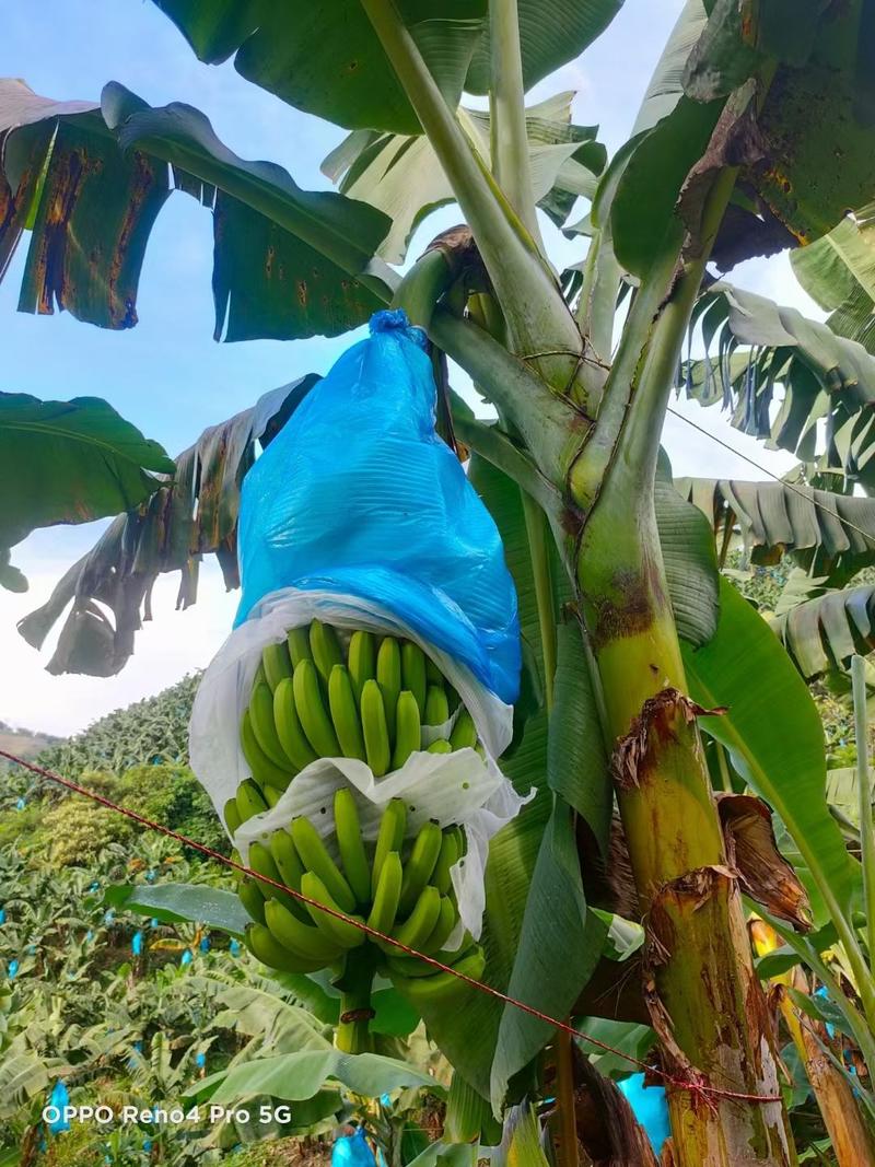 云南红河热带水果香蕉巴西香蕉产地直发一手货源