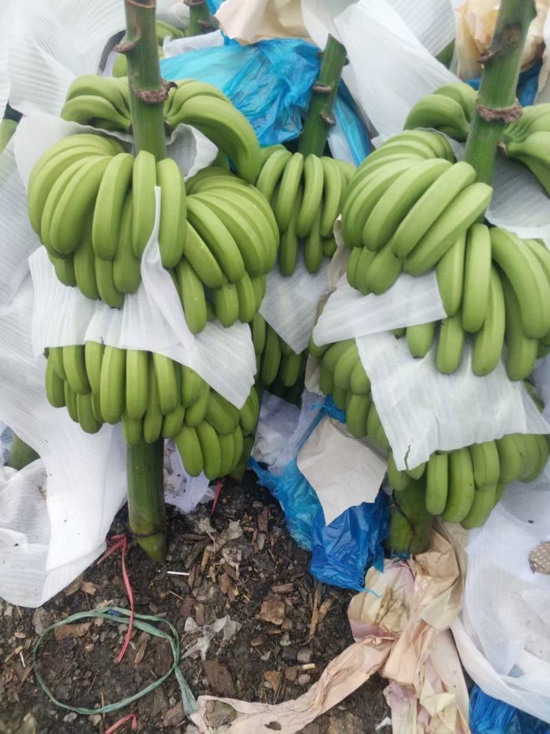 云南红河热带水果香蕉巴西香蕉产地直发一手货源