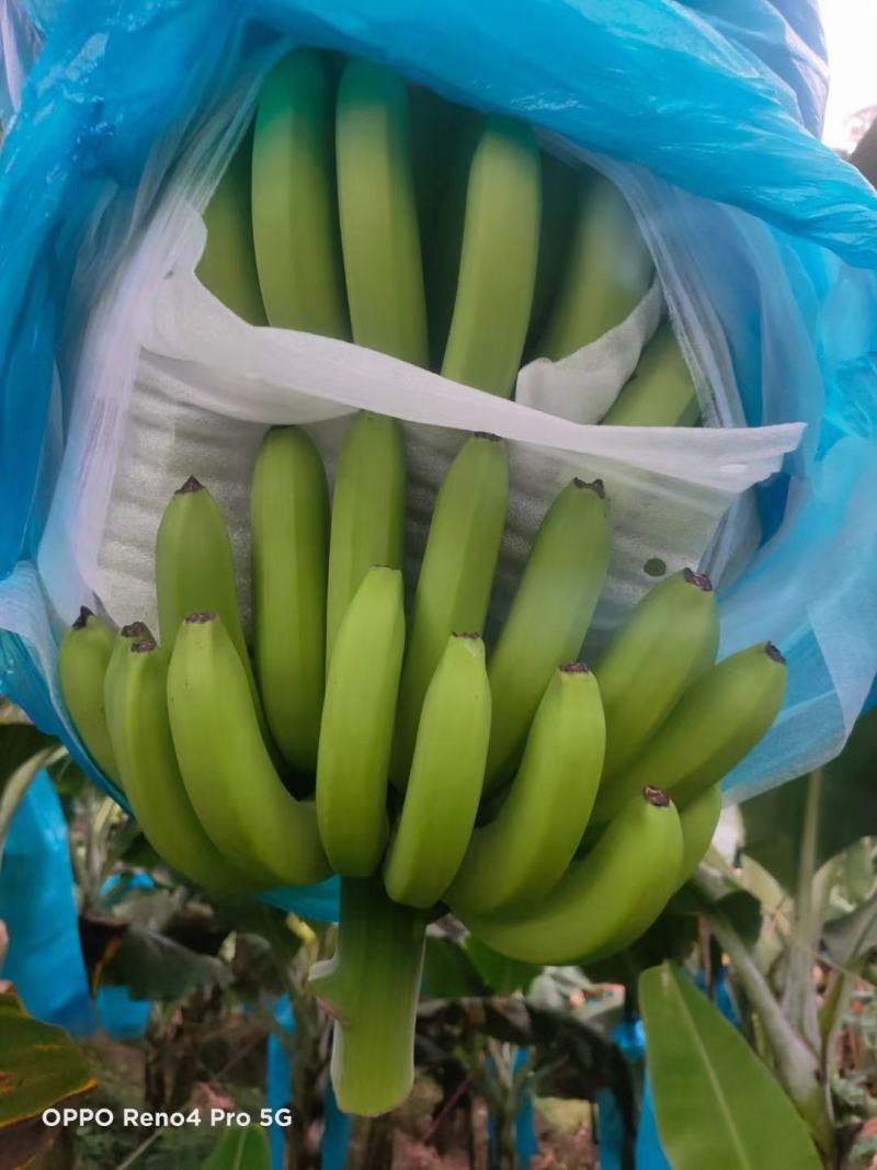云南红河热带水果香蕉巴西香蕉产地直发一手货源