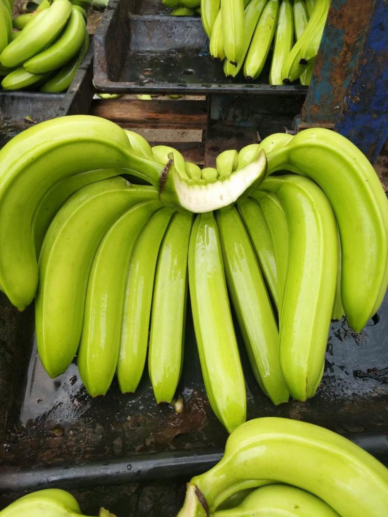 云南红河热带水果香蕉巴西香蕉产地直发一手货源