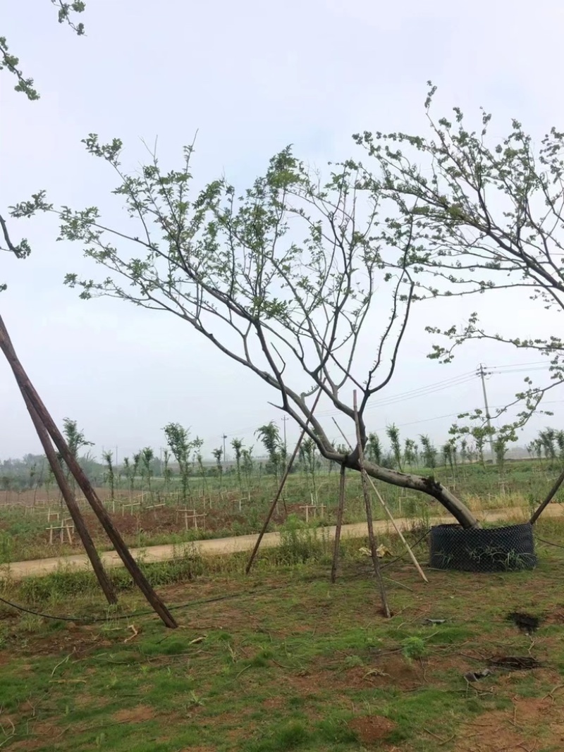 移栽，容器假值朴树，存活率高，体量硕大树干挺拔
