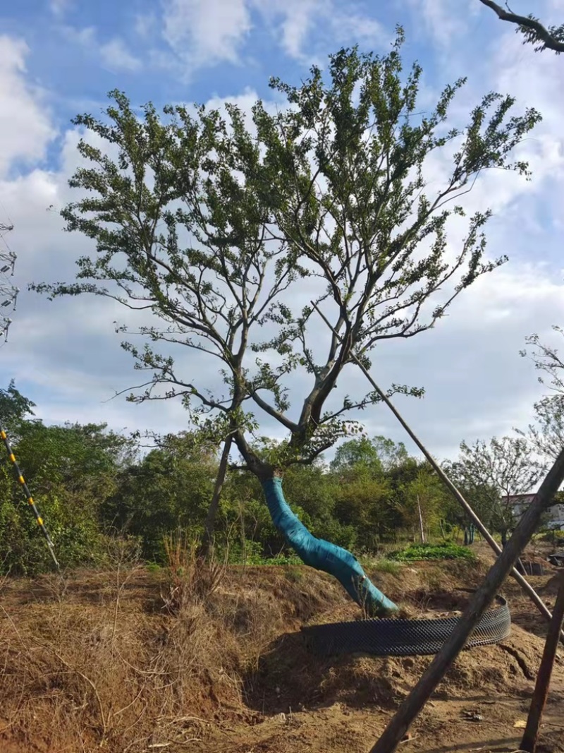 移栽，容器假值朴树，存活率高，体量硕大树干挺拔