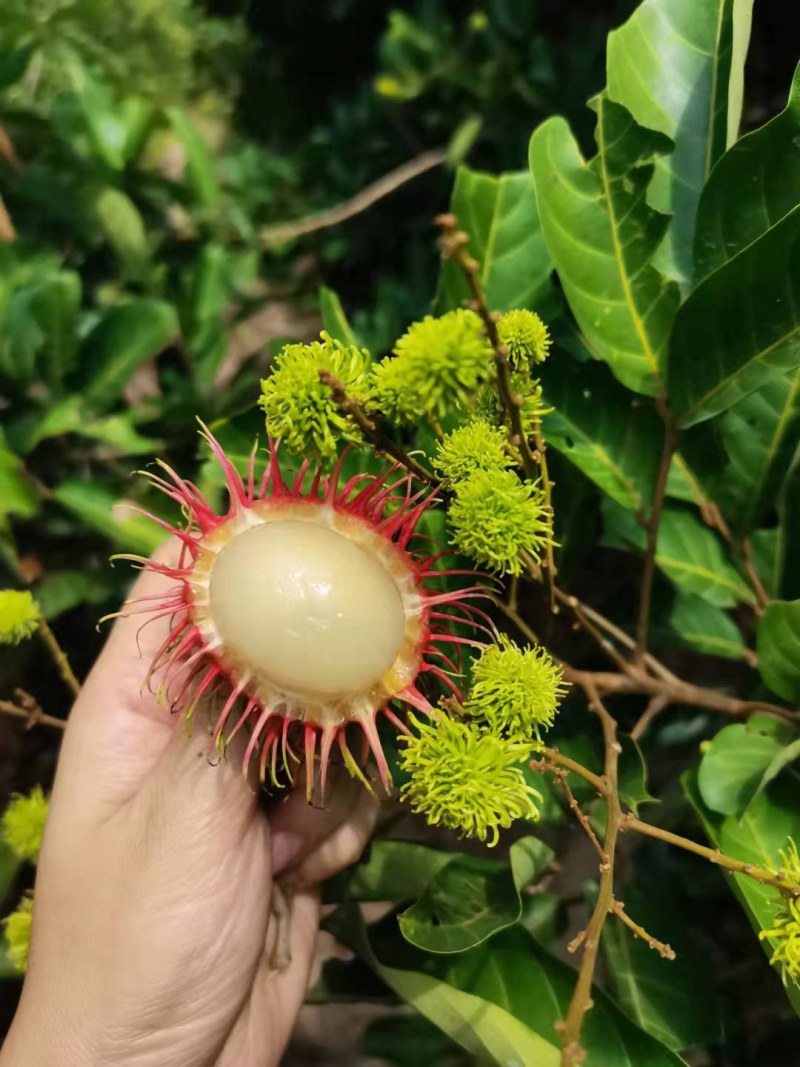 【顺丰空运包邮】海南保亭红毛丹7号果毛荔枝新鲜热带水果