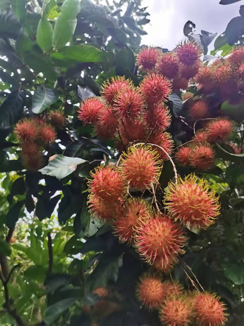【顺丰空运包邮】海南保亭红毛丹7号果毛荔枝新鲜热带水果