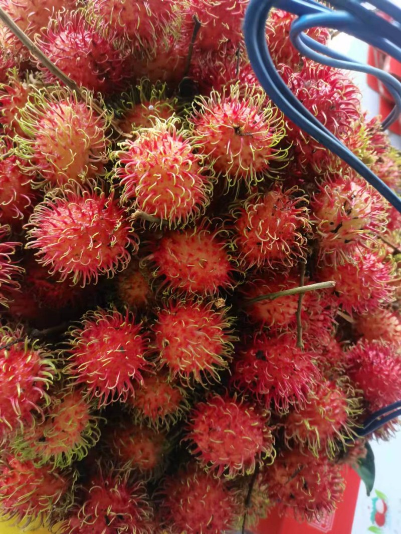 【顺丰空运包邮】海南保亭红毛丹7号果毛荔枝新鲜热带水果
