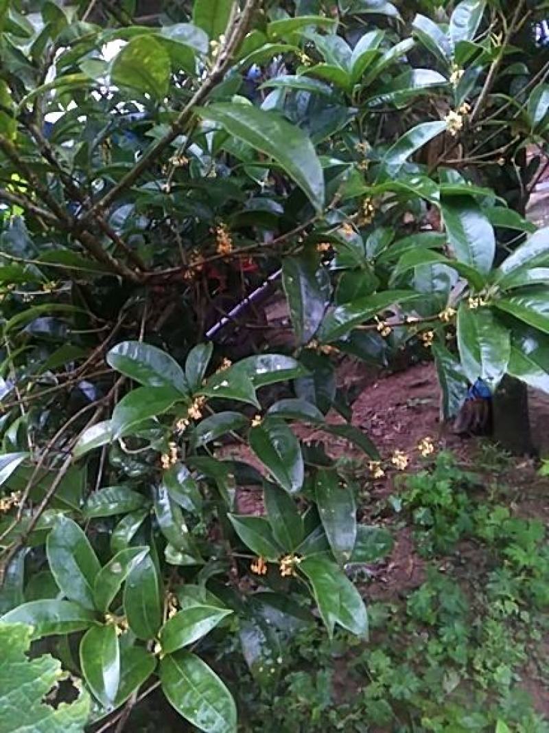 2021年桂花瓣