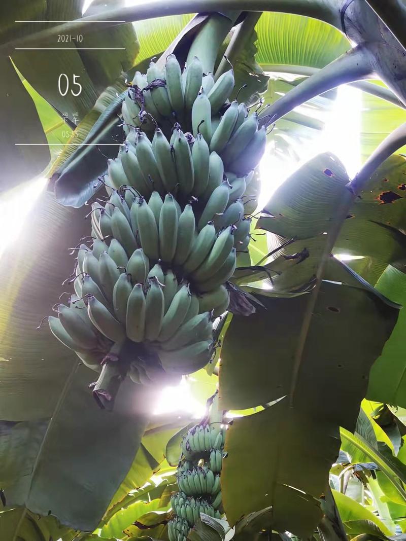 云南红河热带水果香蕉芭蕉产地直发一手货源