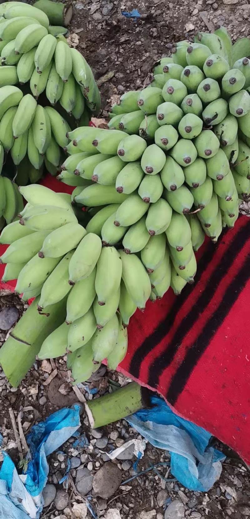 云南红河热带水果香蕉芭蕉产地直发一手货源
