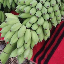 云南红河热带水果香蕉芭蕉产地直发一手货源