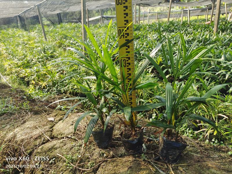 长期大量现货供应小叶棕竹杯苗