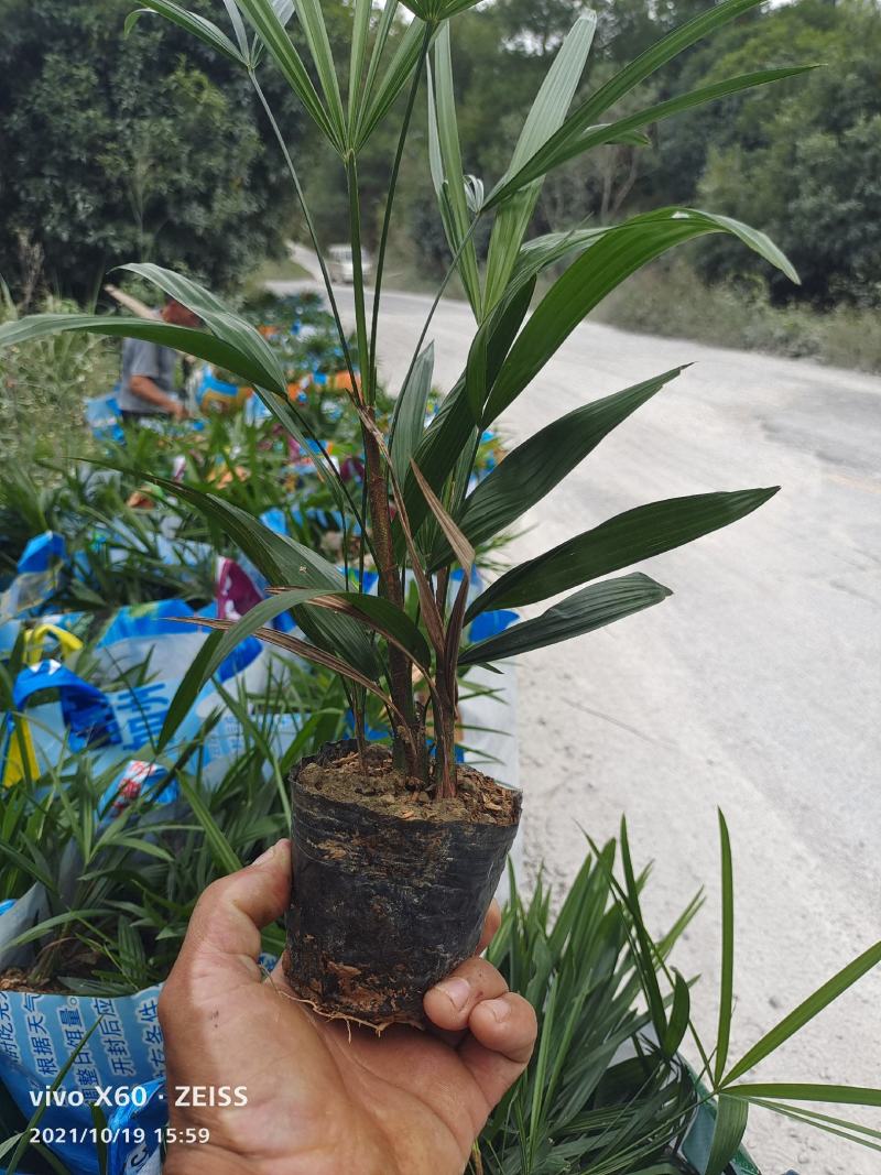 长期大量现货供应小叶棕竹杯苗