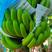 云南红河热带水果香蕉巴西蕉粉产地直发一手货源