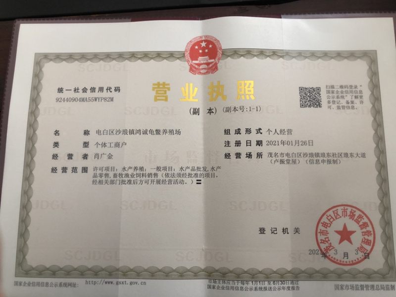 老鳄鱼龟煲汤龟批发：6斤-30斤（老鳄鱼龟：煲汤龟）