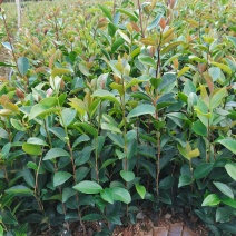 大量批发优质油茶苗，一收货源自产自销
