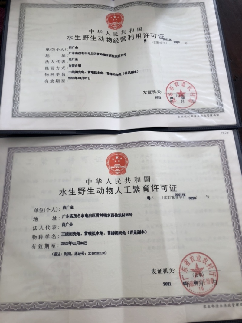 老鳄鱼龟煲汤龟批发：6斤-30斤（老鳄鱼龟：煲汤龟）