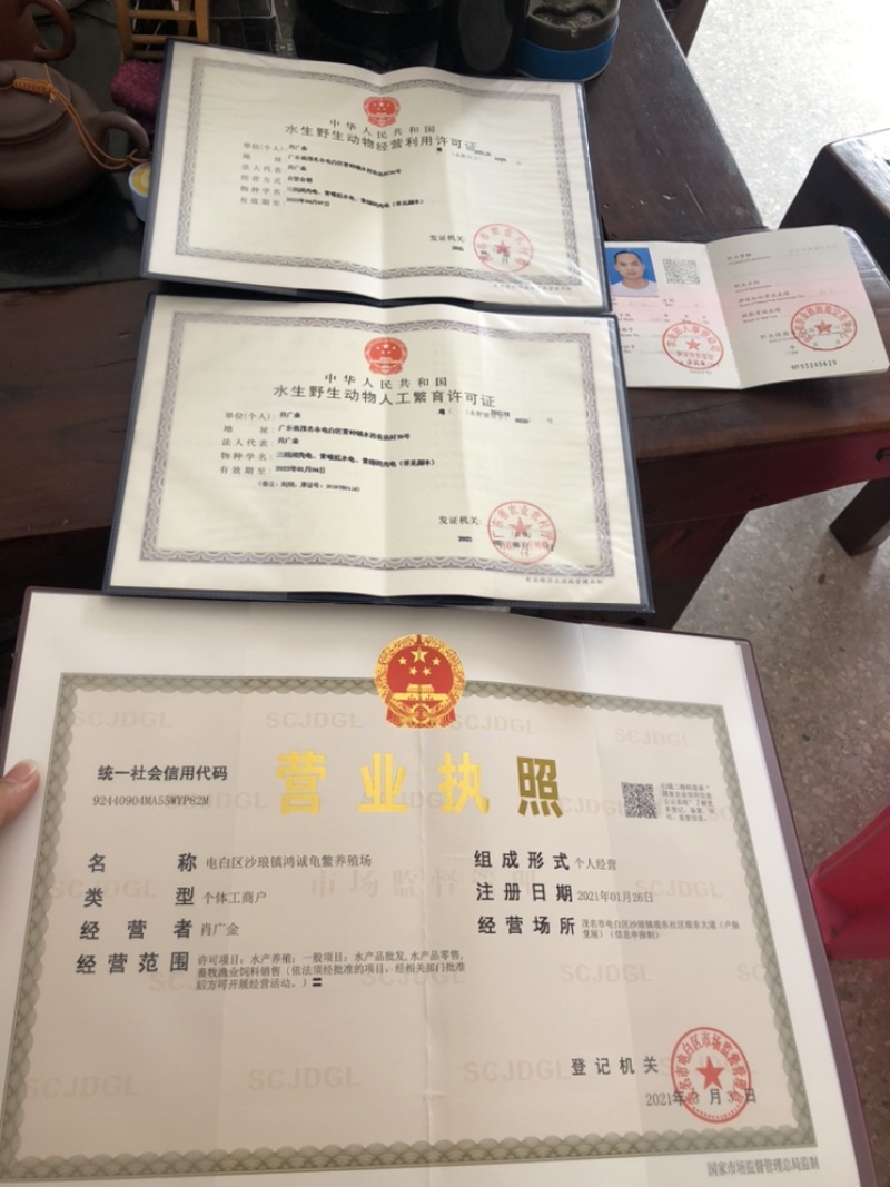老鳄鱼龟煲汤龟批发：6斤-30斤（老鳄鱼龟：煲汤龟）