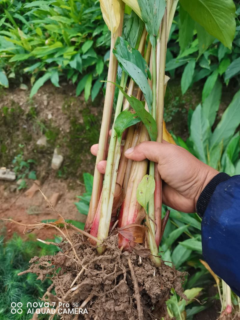 大量批发优质草果苗，一收货源自产自销